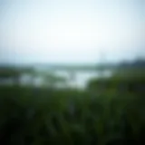 Nature and Isolation in 'Where the Crawdads Sing' A serene marsh landscape reflecting the themes of nature and isolation in the novel.