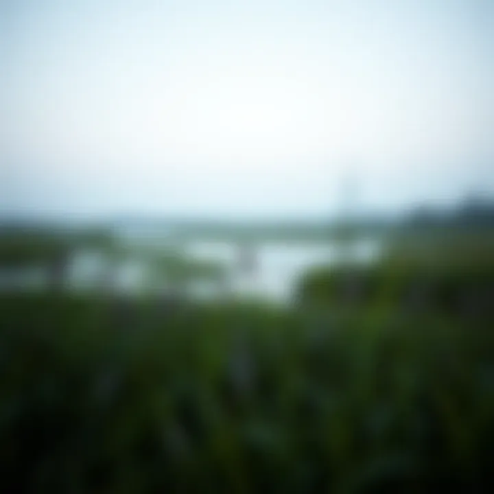 Nature and Isolation in 'Where the Crawdads Sing' A serene marsh landscape reflecting the themes of nature and isolation in the novel.