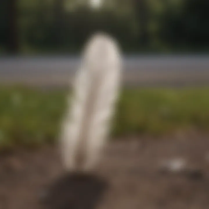 Close-up of a feather gracefully falling in a scene from Forrest Gump