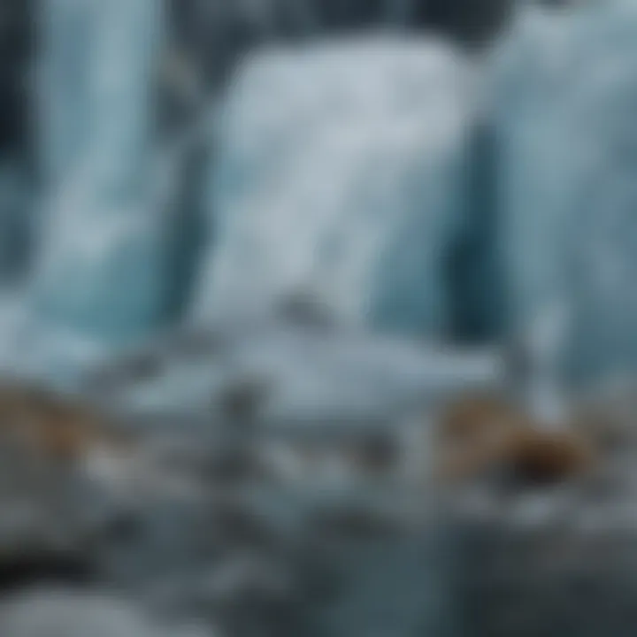 Group of glacier fish exhibiting social behavior