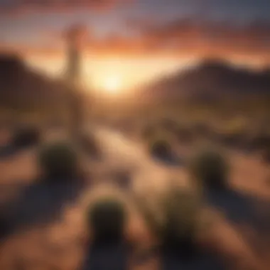 Sunset over a vast desert landscape with silhouettes of cacti