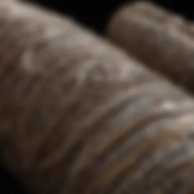 A close-up of the Elder Wand showcasing its intricate designs